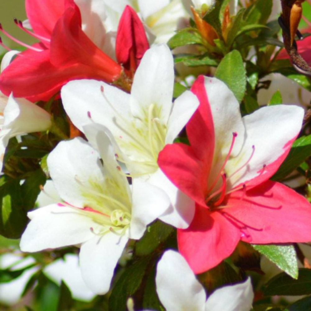 Outdoor bonsai - Japanese azalea - Azalea CHIHIRO