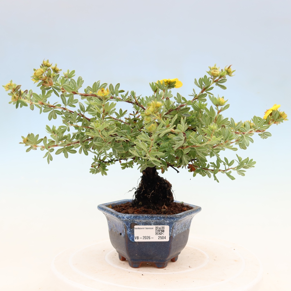 Outdoor bonsai - Potentila fruticosa