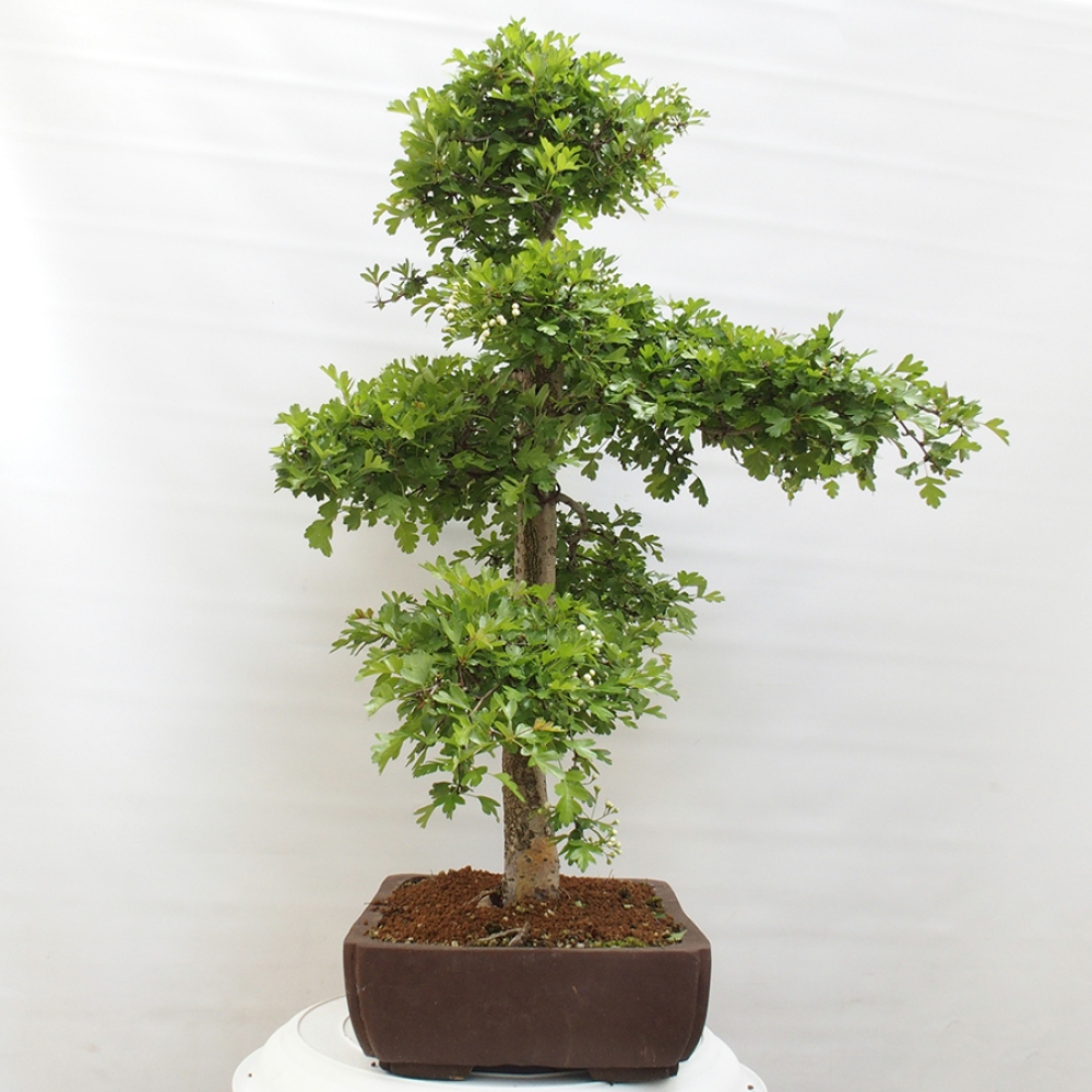 Outdoor bonsai - Hawthorn - Crataegus monogyna