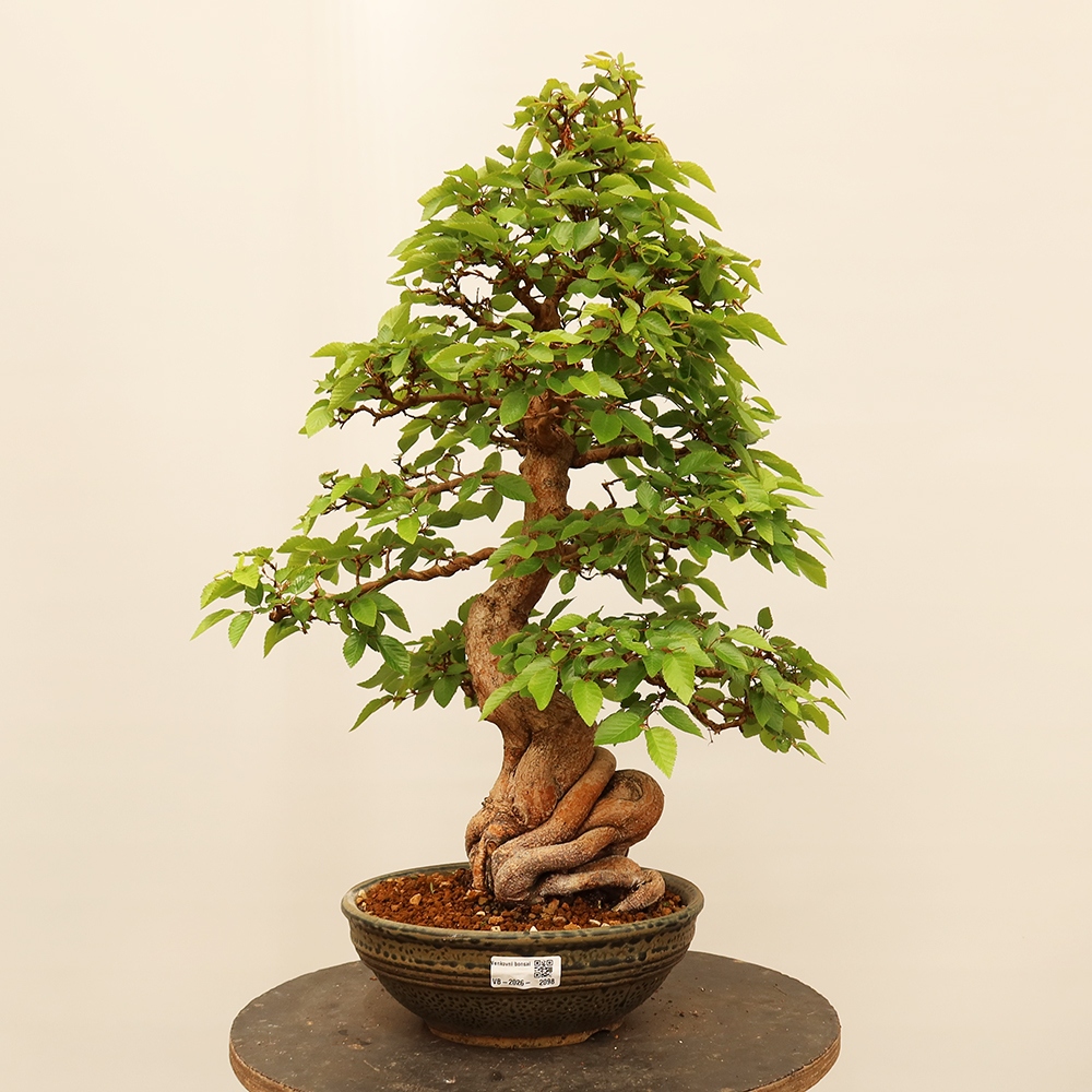 Outdoor bonsai - Carpinus Coreana - Korean hornbeam
