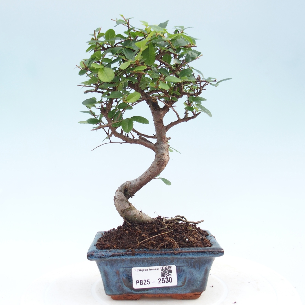 Indoor bonsai - Ulmus parvifolia - Small leaf elm