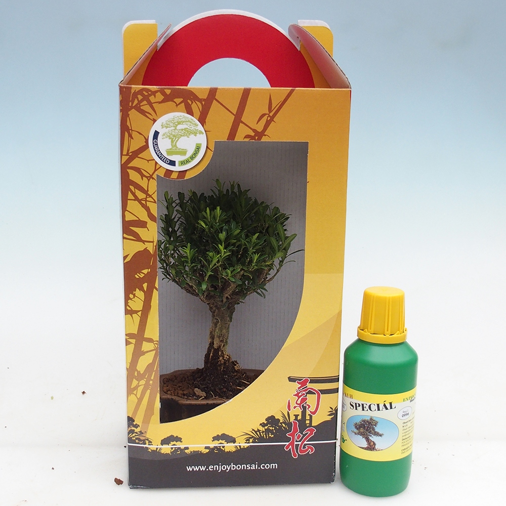 Room bonsai in gift box Buxus harlandii - cork buxus