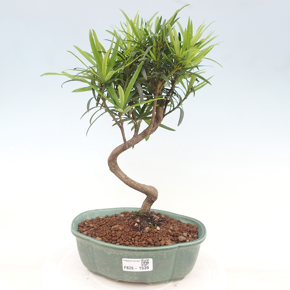 Room bonsai - Podocarpus - Stone Yew