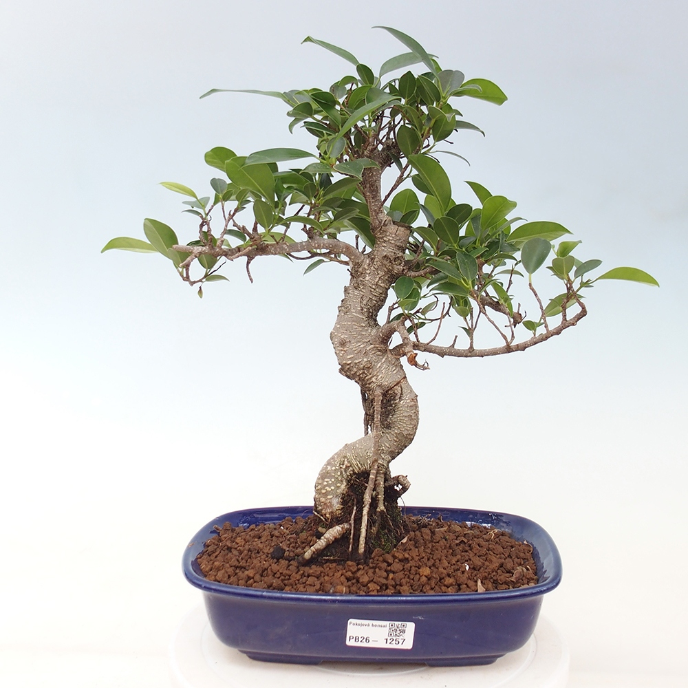 Indoor bonsai - Ficus kimmen - small-leaved ficus