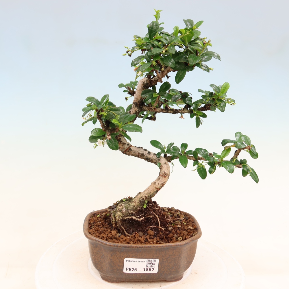Room bonsai - Carmona macrophylla - Tea fuki