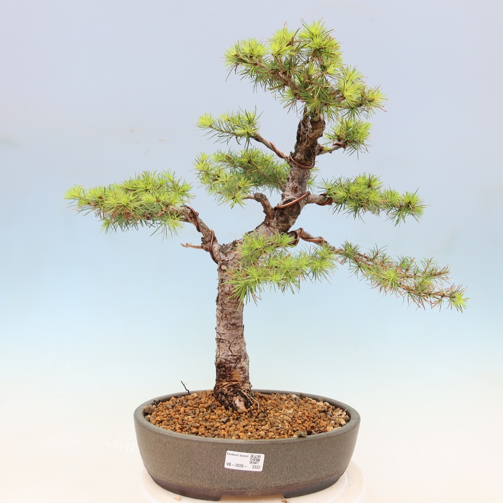 Outdoor bonsai -Larix decidua - Larch