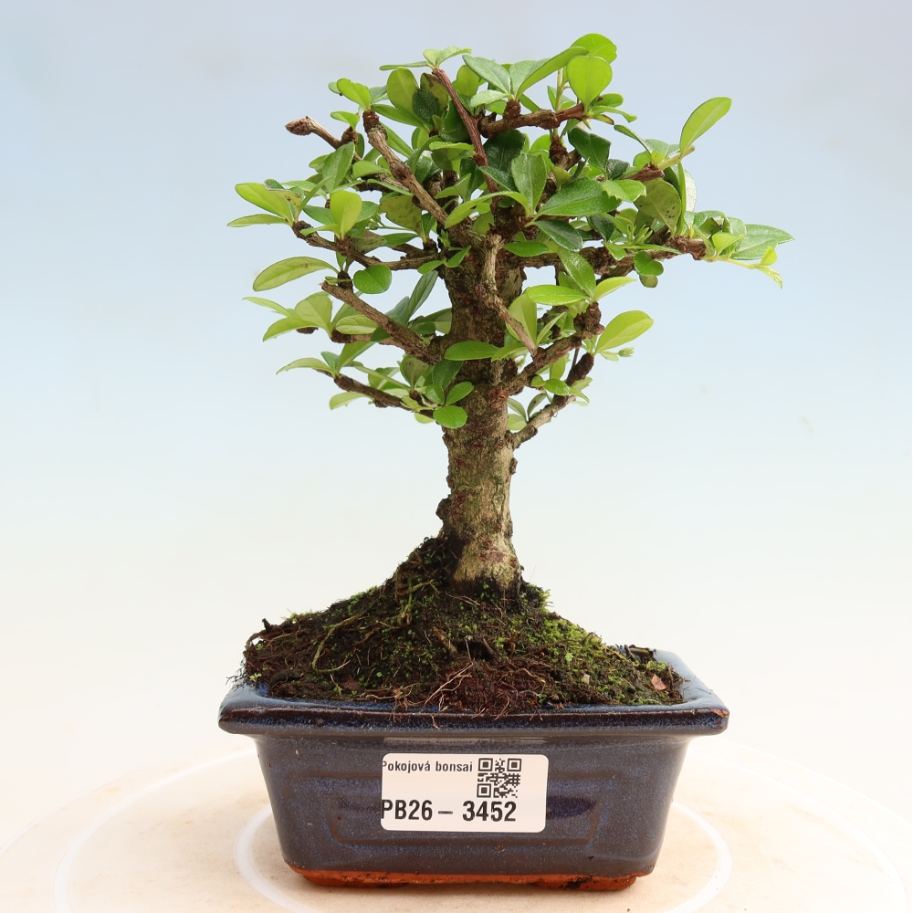 Room bonsai - Carmona macrophylla - Tea fuki