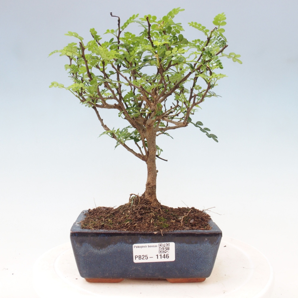 Indoor bonsai - Zantoxylum piperitum - Peppermint