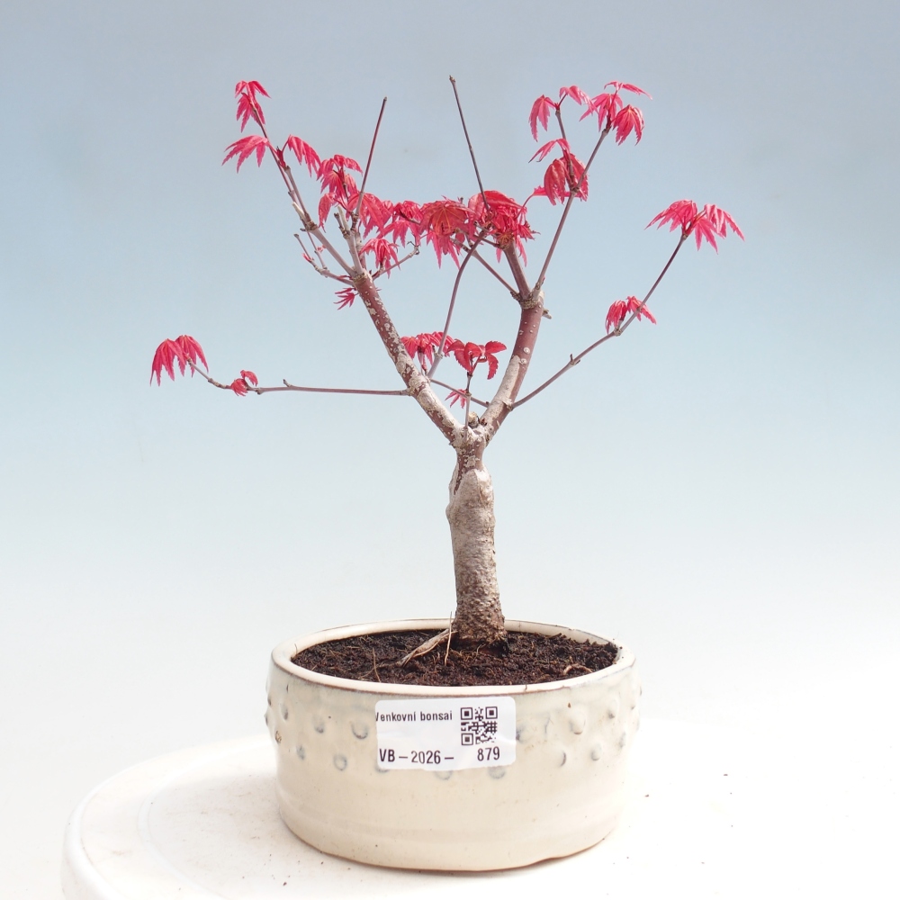 Outdoor bonsai - Acer palmatum DESHOJO