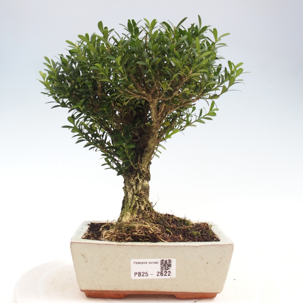 Room Bonsai - Buxus harlandii - Cork boxwood