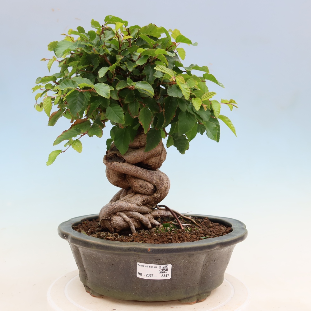 Outdoor bonsai -Carpinus coreana - Korean Hornbeam