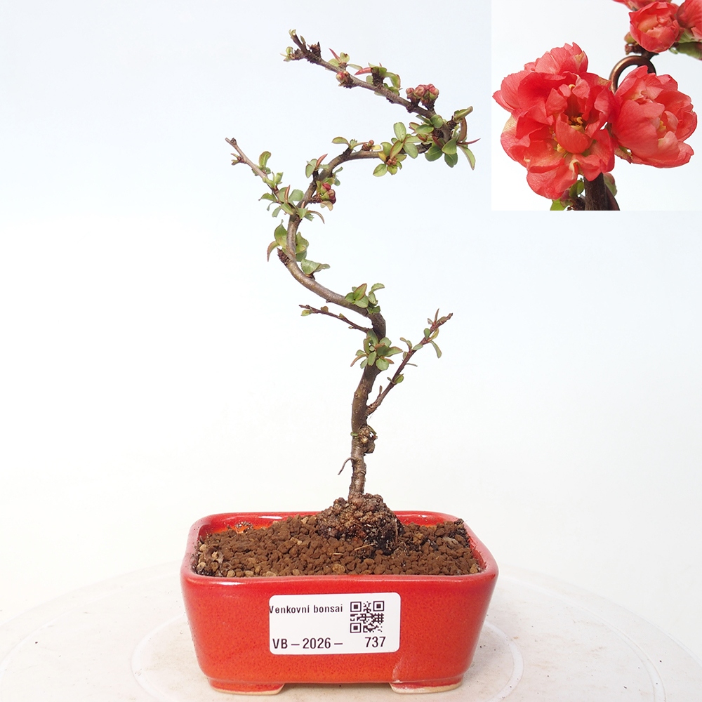 Outdoor bonsai - Chaneomeles s. Red Joy - Quince
