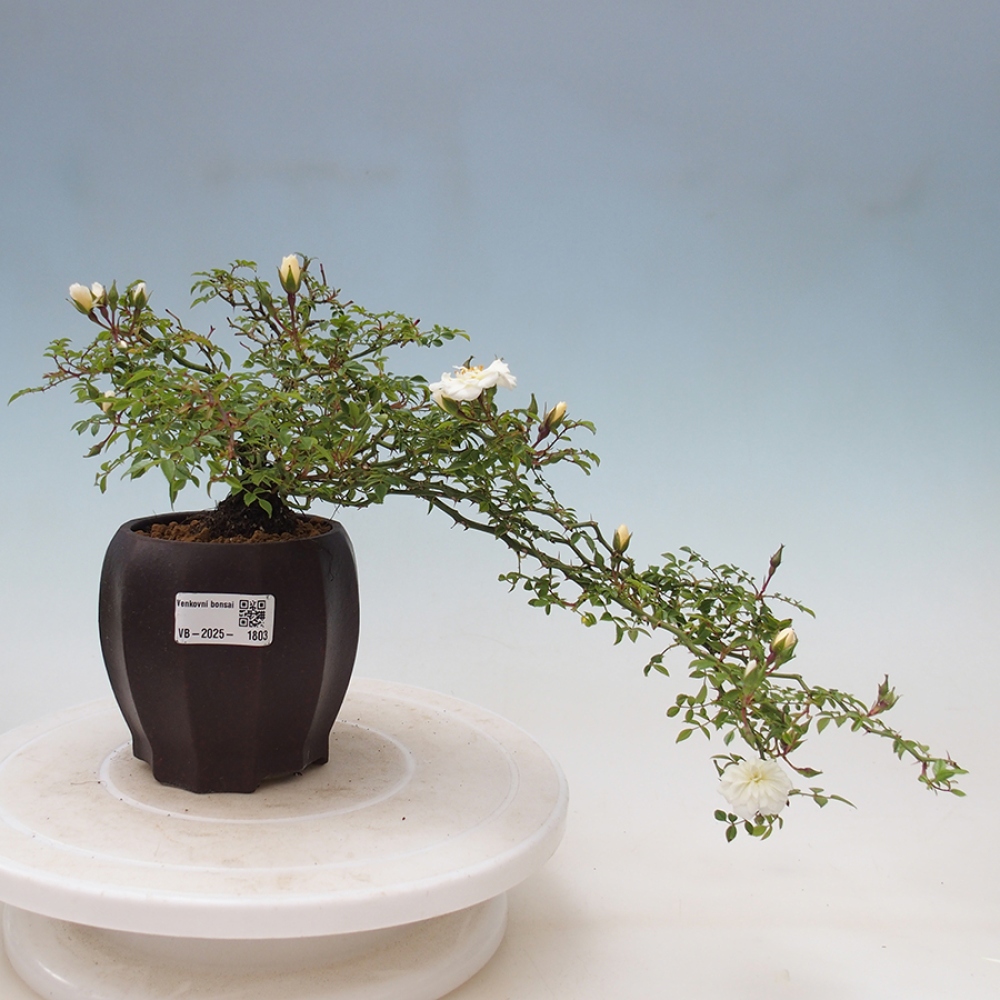 Outdoor bonsai - Rosa Sea Foam -  rose