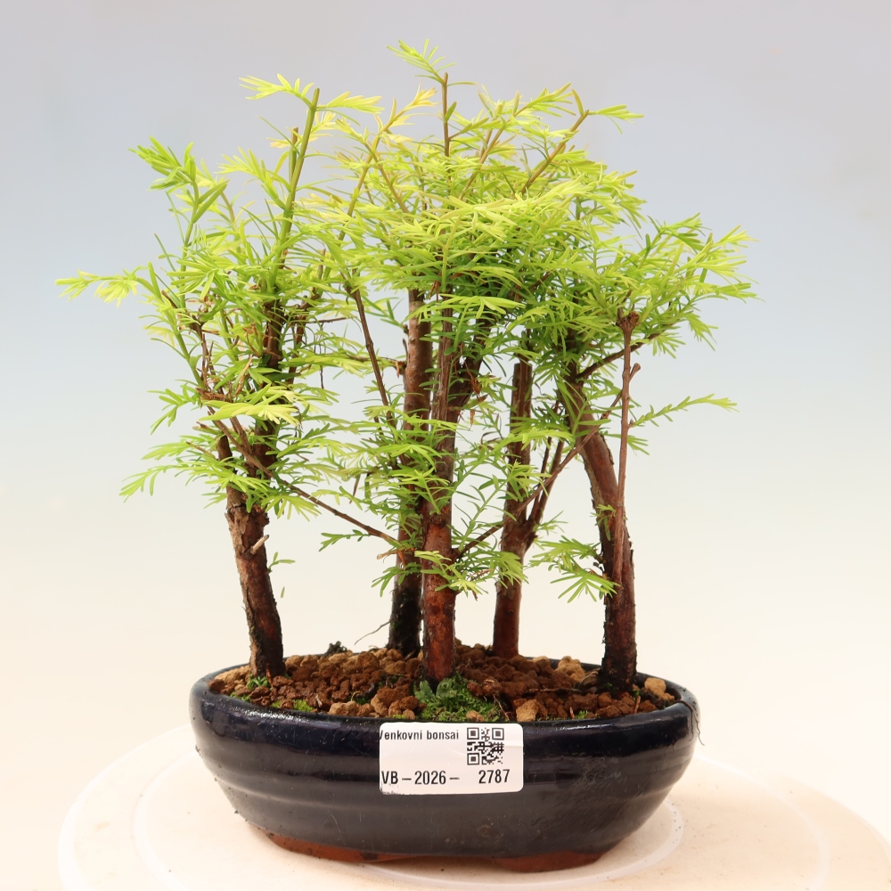 Outdoor Bonsai - Metasequoia glyptostroboides - Chinese Metasequoia - Grove