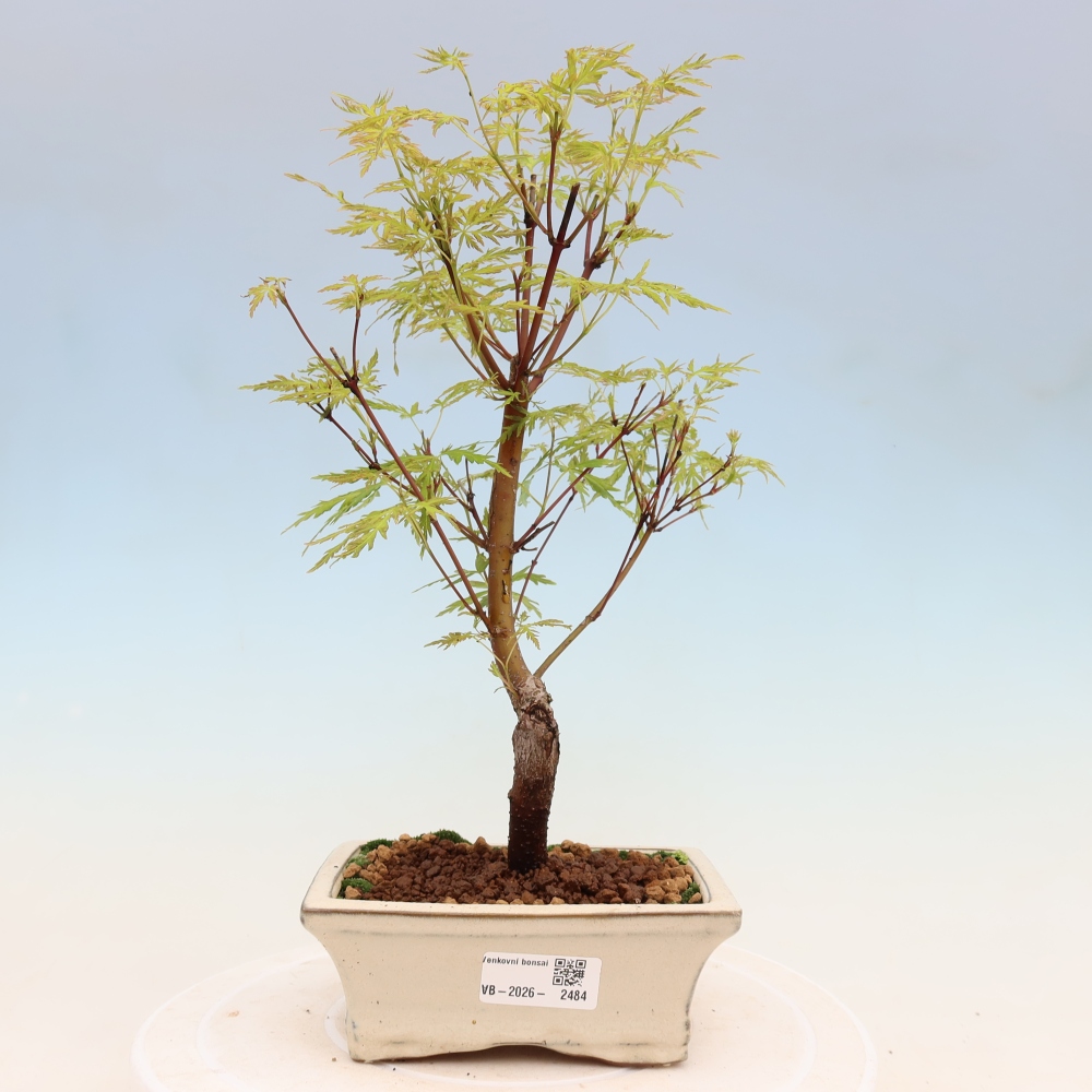 Outdoor bonsai - Acer palmatum Dissectum - Japanese Maple 
