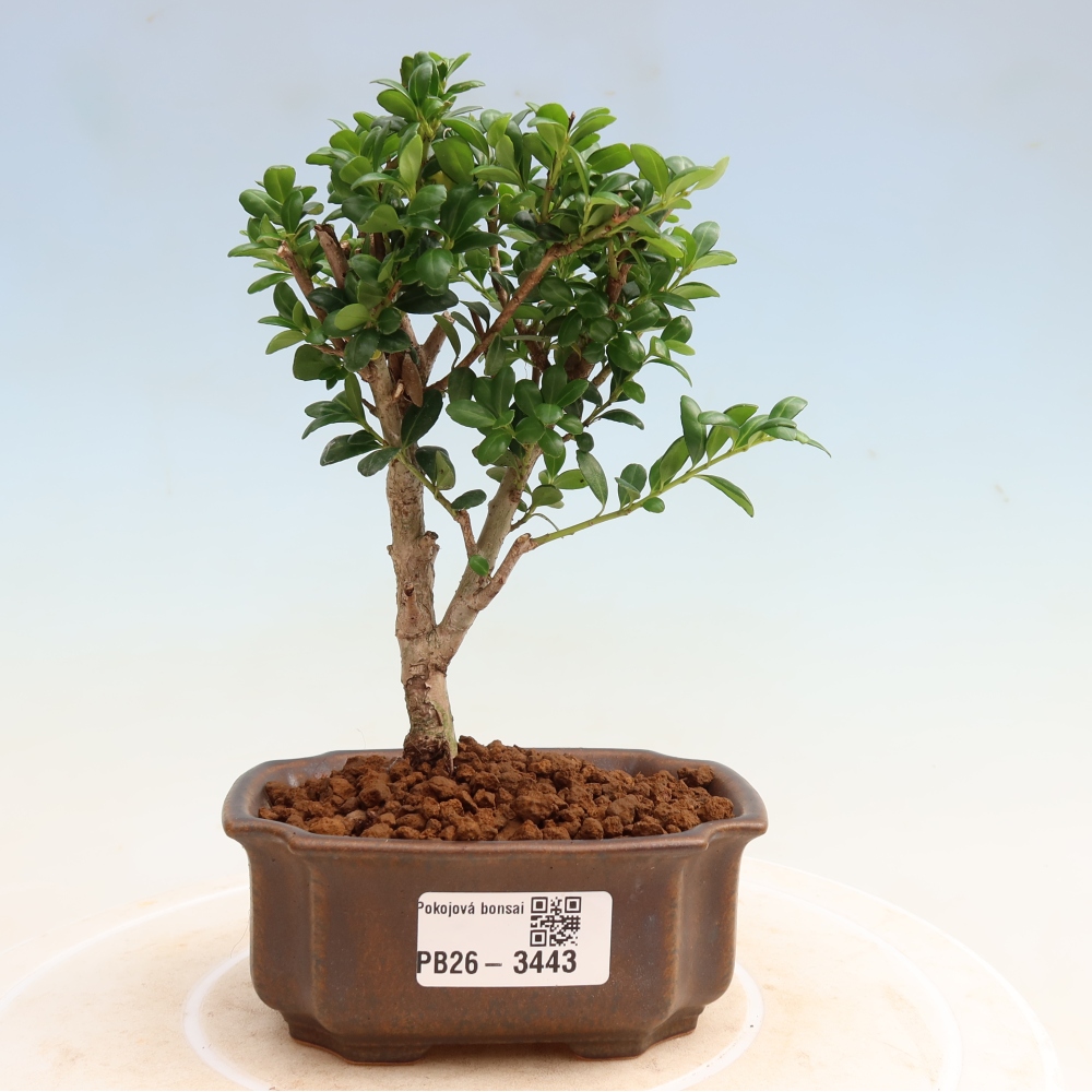 Room bonsai - Ilex crenata - Holly