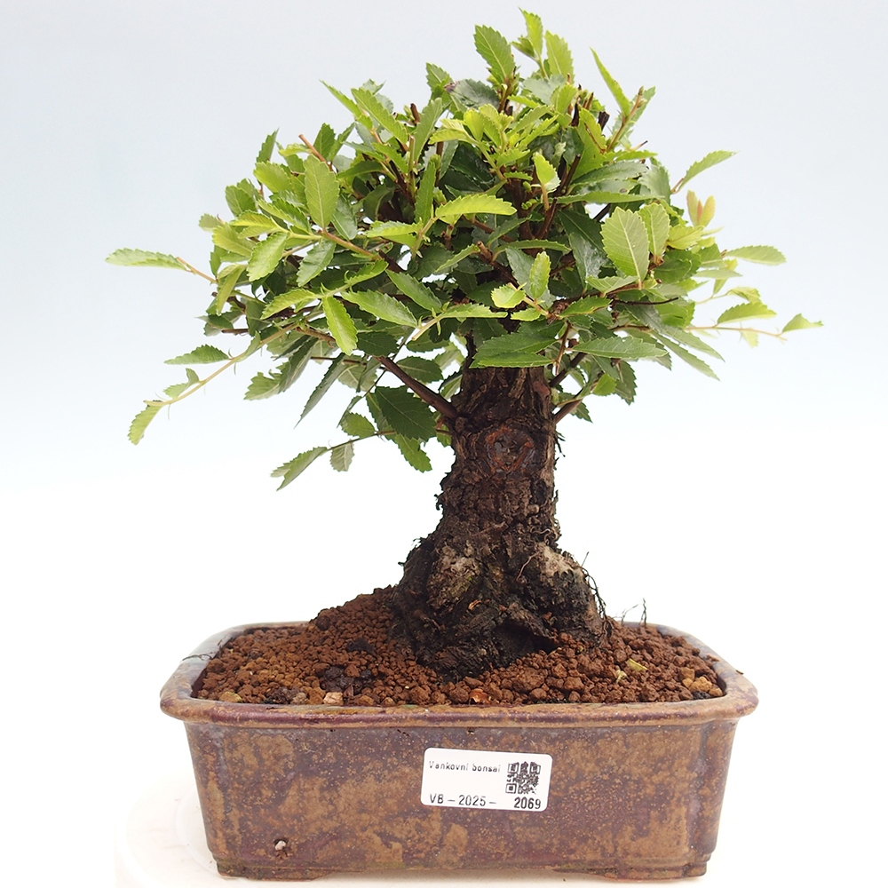 Outdoor bonsai - Zelkova - Zelkova NIRE