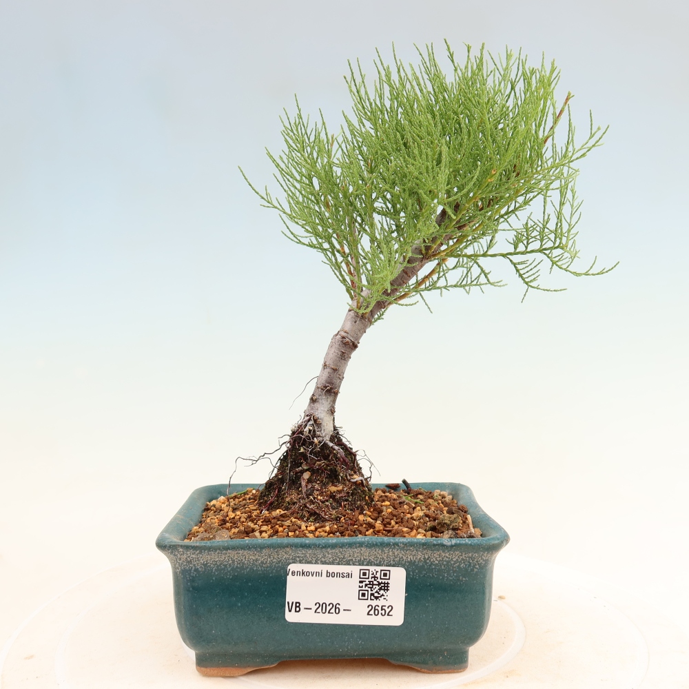 Outdoor Bonsai - Tamarisk - Tamarix