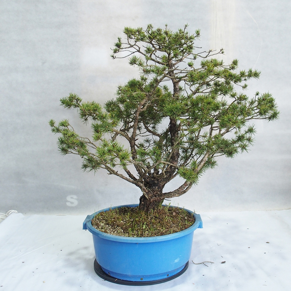 Yamadori - Pinus sylvestris 