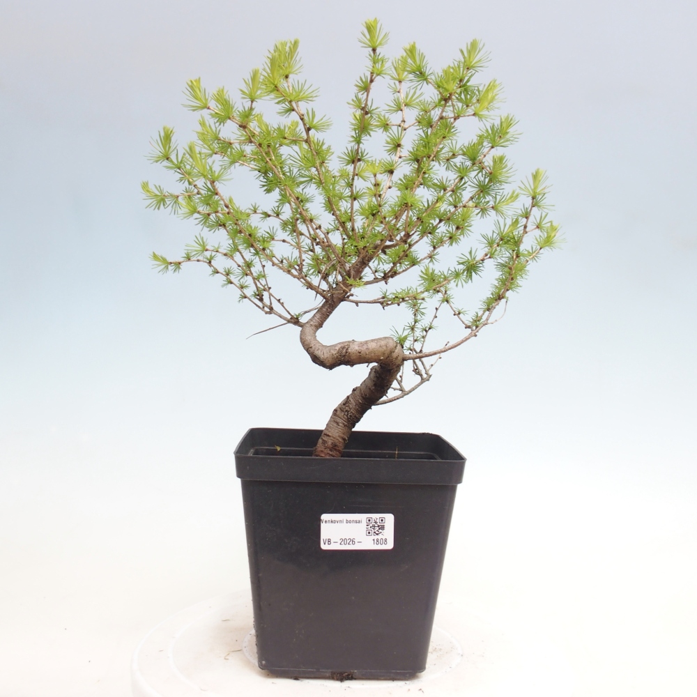 Outdoor bonsai -Larix decidua - Larch