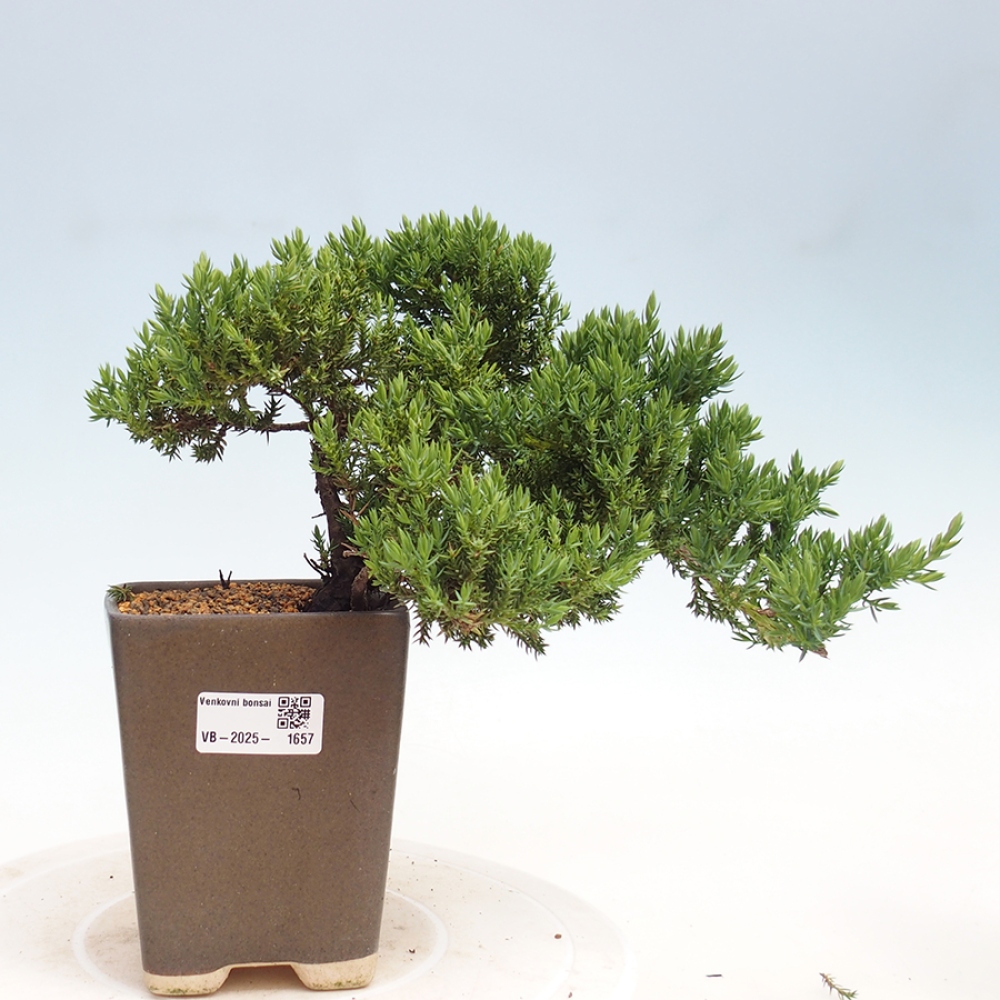 Outdoor bonsai - Juniperus procumbens - Prostrate Juniper