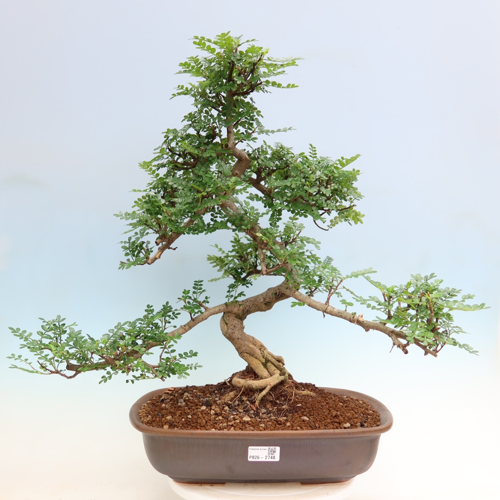 Room bonsai - Zantoxylum piperitum - pepper tree