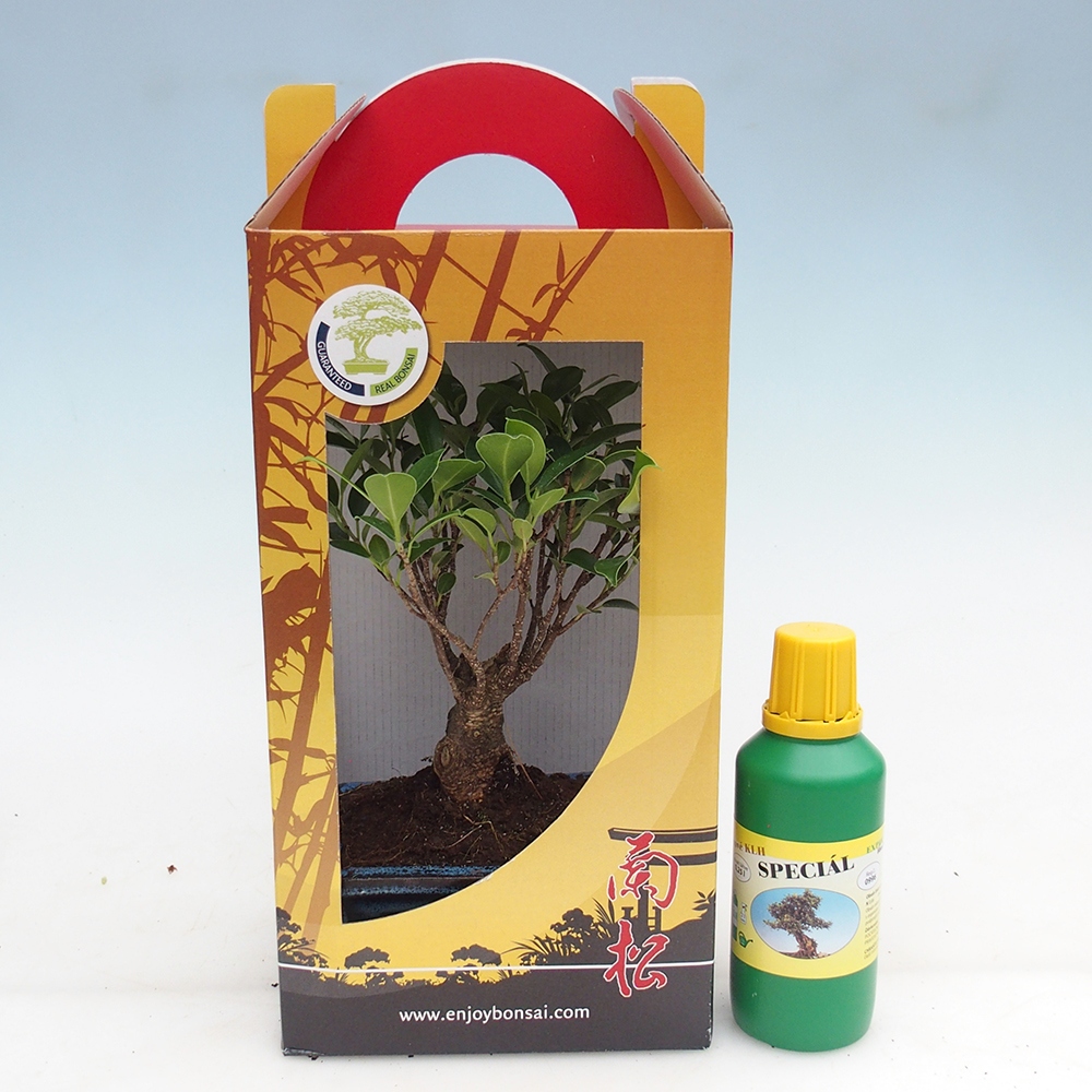 Room bonsai in gift box Ficus retusa - Small-leaved ficus