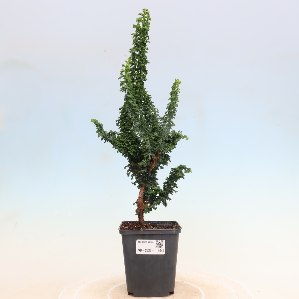 Outdoor bonsai - Cham. obtusa SEKKA HINOKI - Cypress
