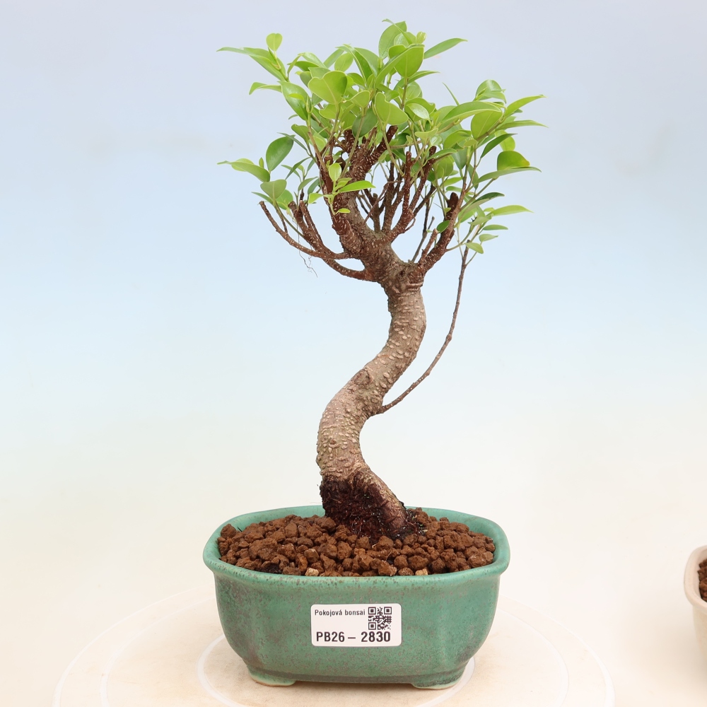 Room bonsai - Ficus kimmen - small-leaved ficus