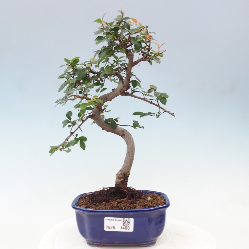 Room bonsai - Ulmus parvifolia - Small-leaved elm