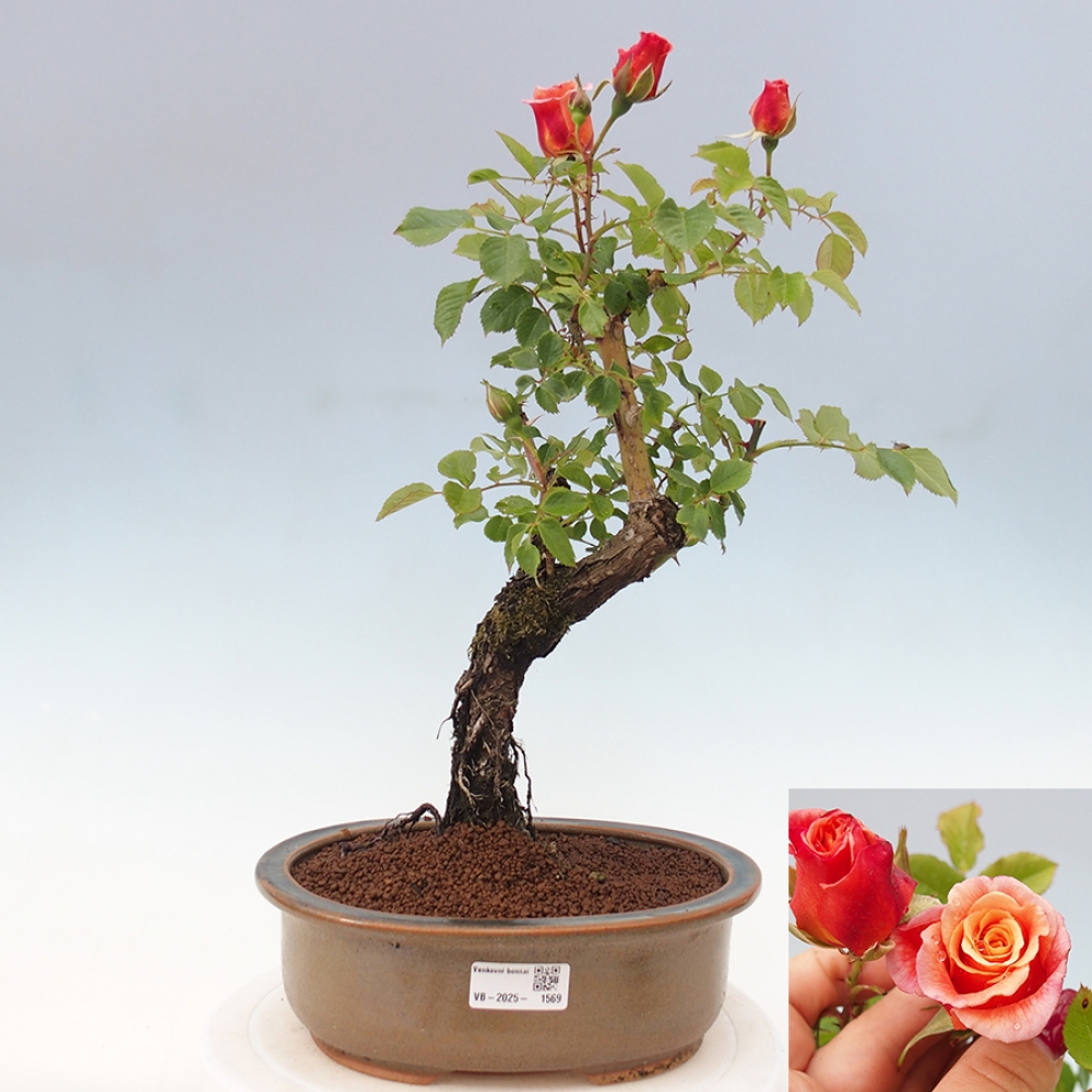 Outdoor bonsai - Rosa Kordes -  rose