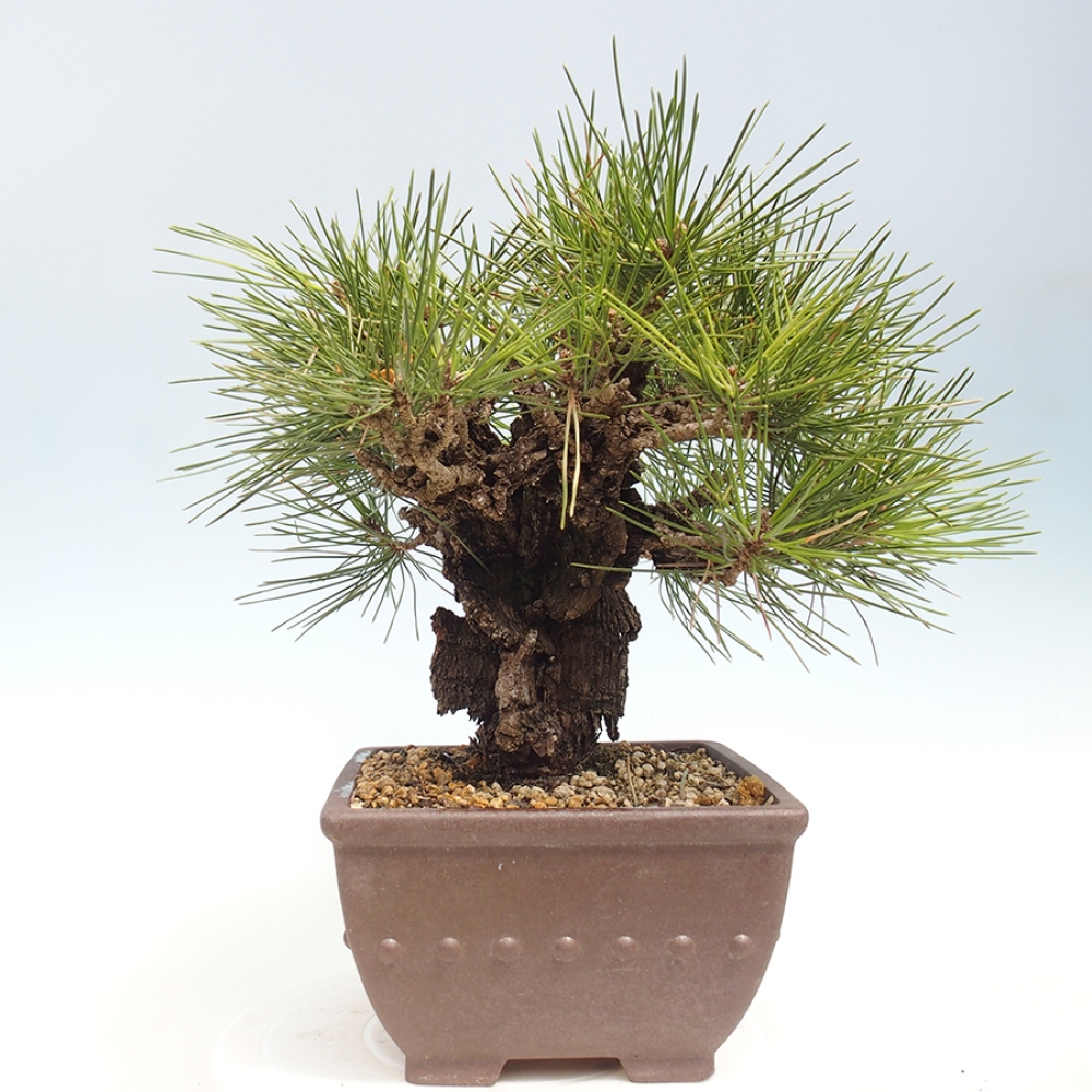 Outdoor bonsai - Pinus thunbergii - Thunberg pine