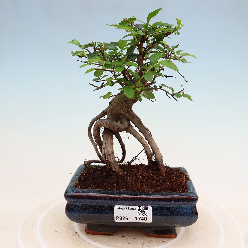 Room bonsai - Ulmus parvifolia - Small-leaved elm