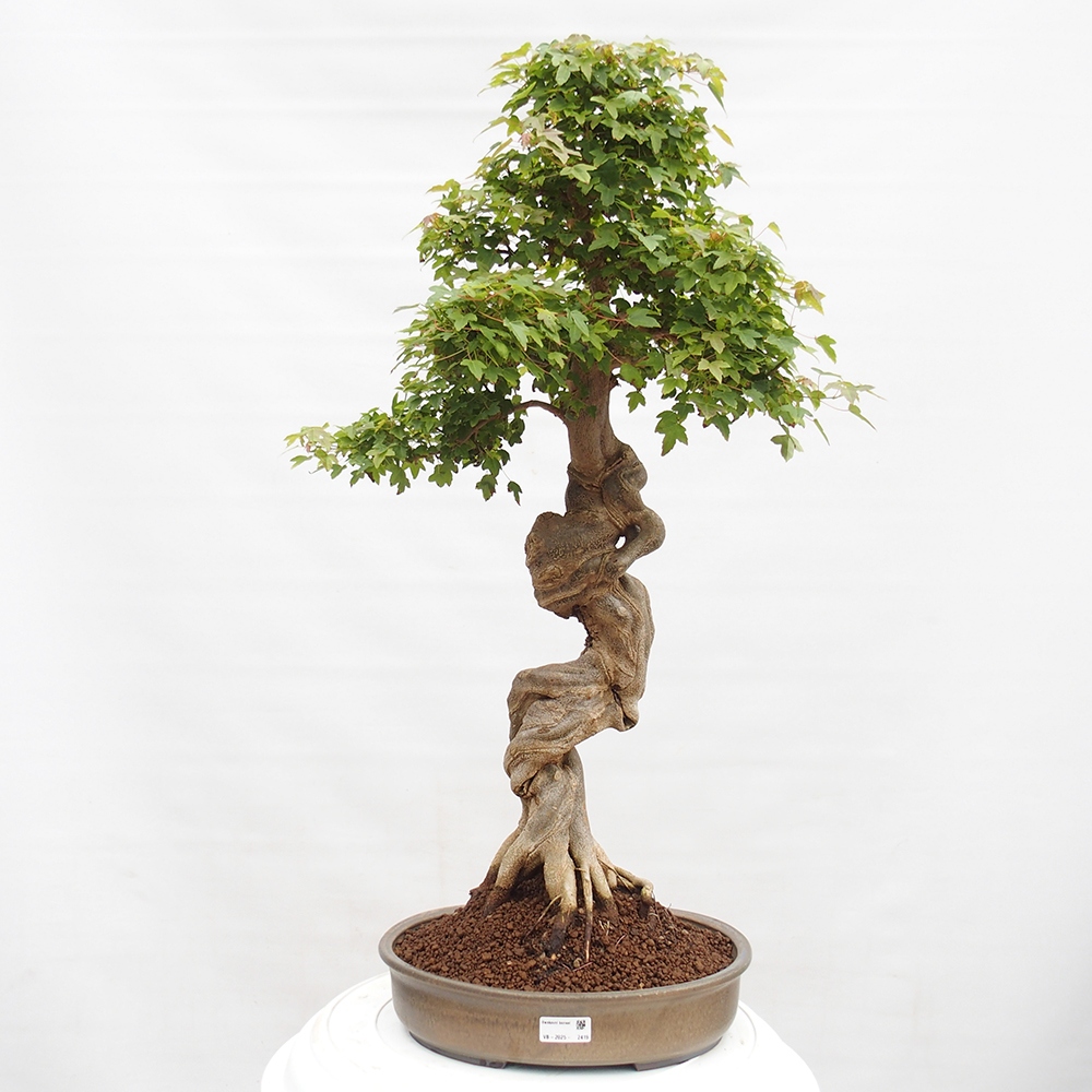 Outdoor bonsai - Maple Buergerianum - Burger Maple
