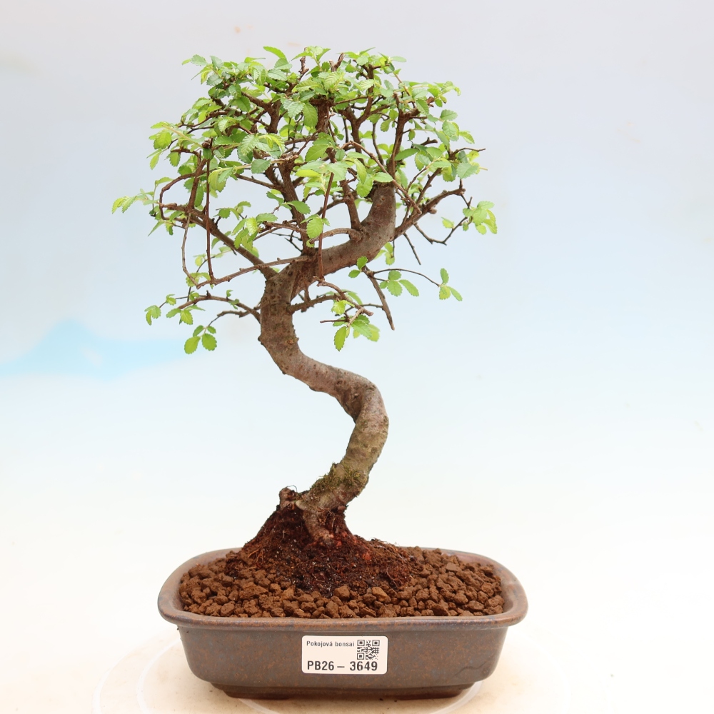 Room bonsai - Ulmus parvifolia - Small-leaved elm