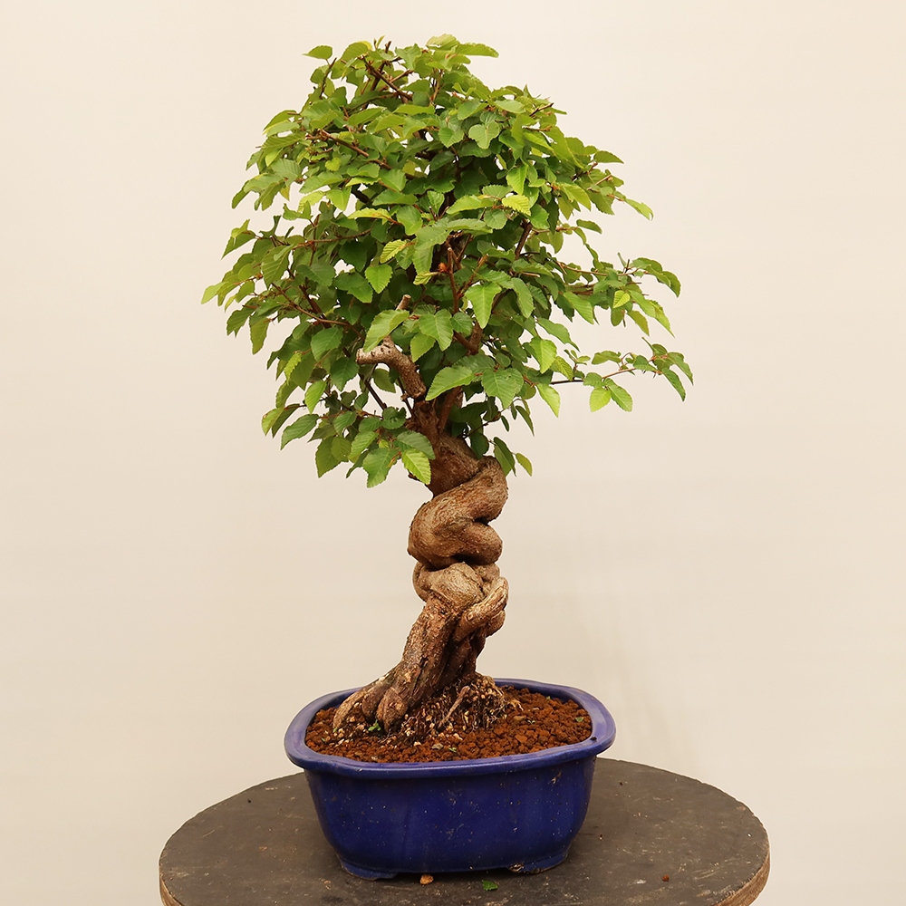 Outdoor bonsai - Carpinus Coreana - Korean hornbeam