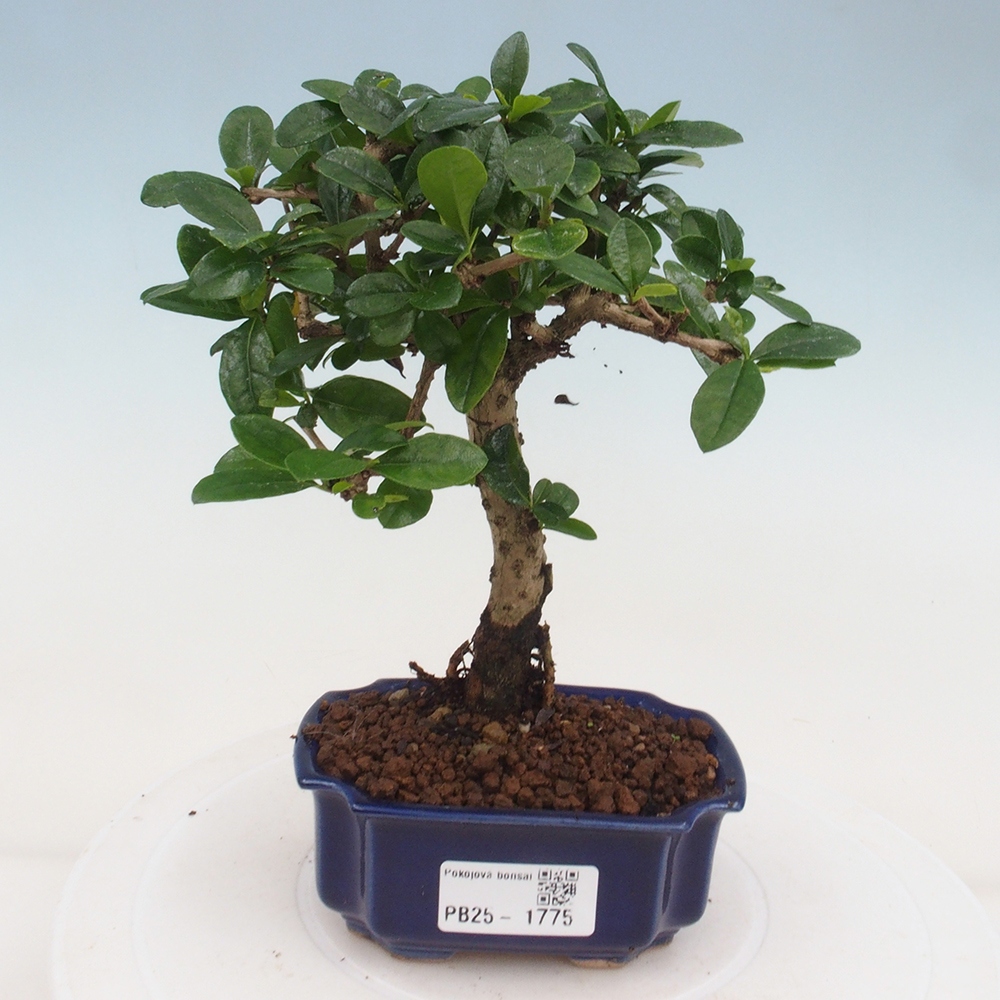 Indoor bonsai - Carmona macrophylla - Fuki tea
