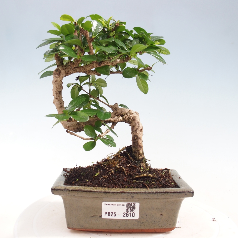 Indoor bonsai - Carmona macrophylla - Fuki tea