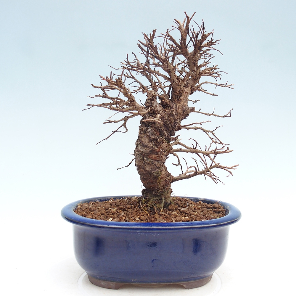 Outdoor bonsai - Zelkova - Zelkova NIRE