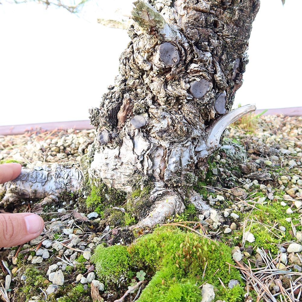 Pinus sylvestris Spain - Scots pine