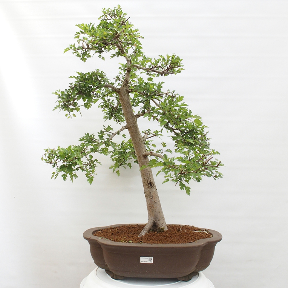 Outdoor bonsai - Hawthorn - Crataegus monogyna