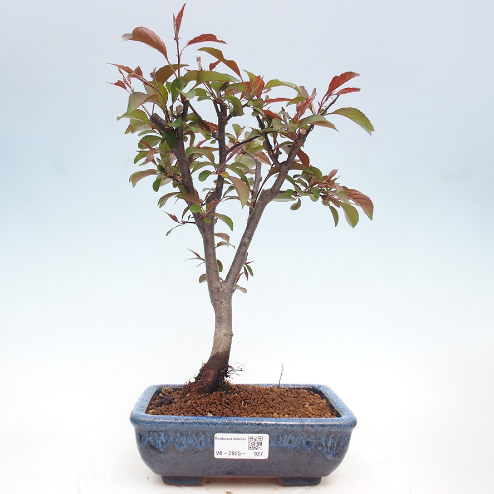 Outdoor bonsai - Malus domestica - Small-fruited red-leaved apple tree