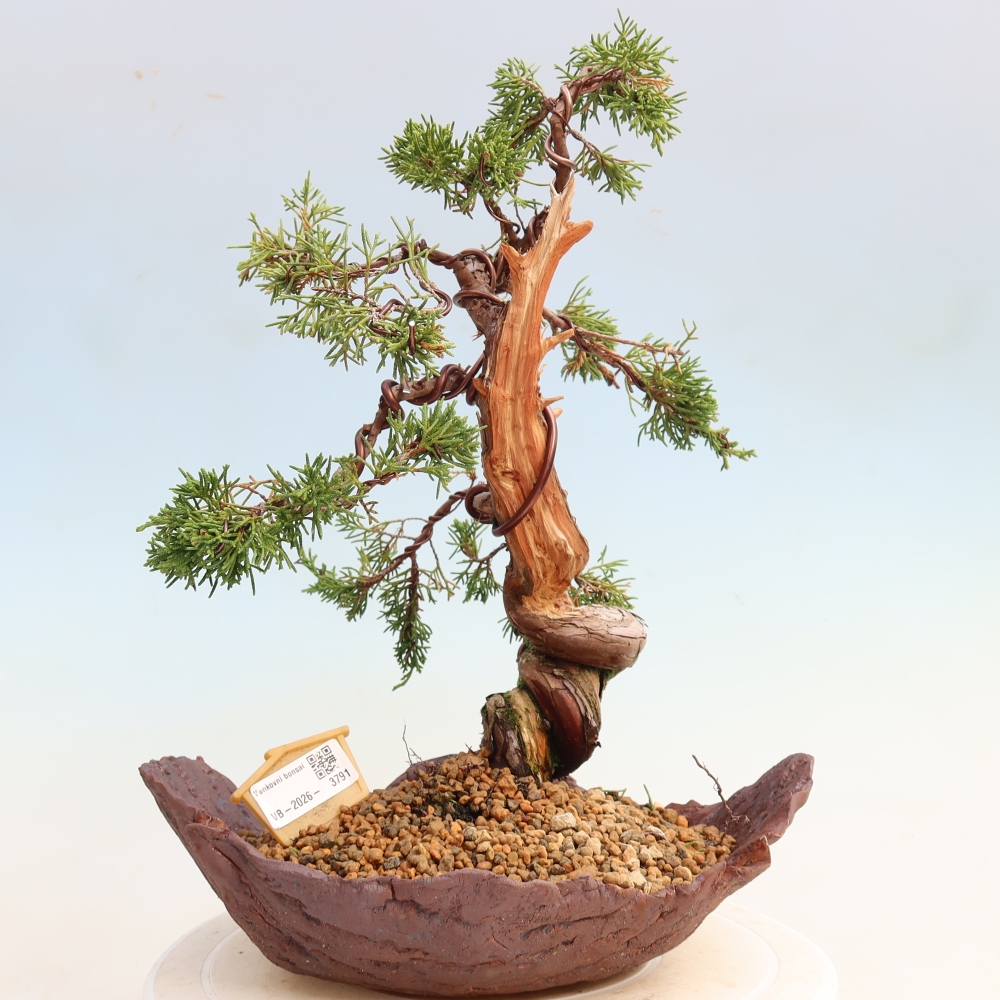 Outdoor Bonsai - Juniperus chinensis Itoigawa - Chinese Juniper