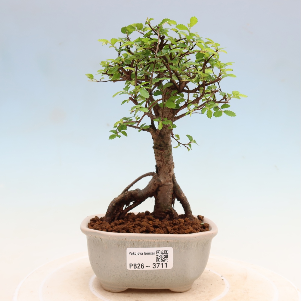 Room bonsai - Ulmus parvifolia - Small-leaved elm