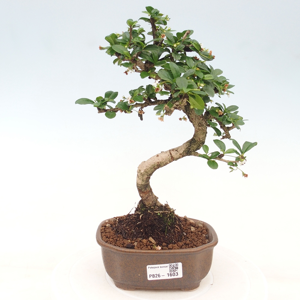 Room bonsai - Carmona macrophylla - Tea fuki