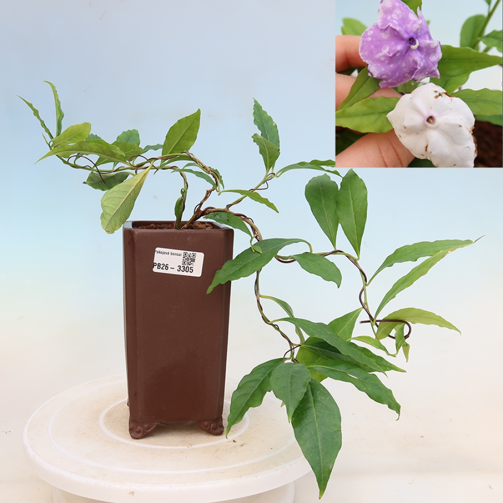 Indoor Bonsai - Costa Jasmine - Brunfelsia