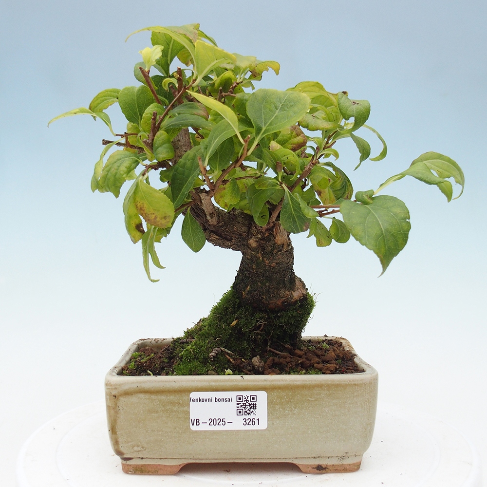Outdoor bonsai - Celastrus Jesenec