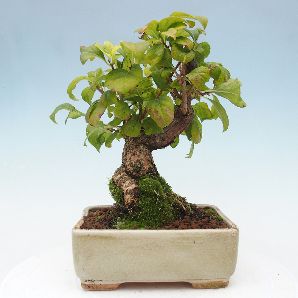 Outdoor bonsai - Celastrus Jesenec