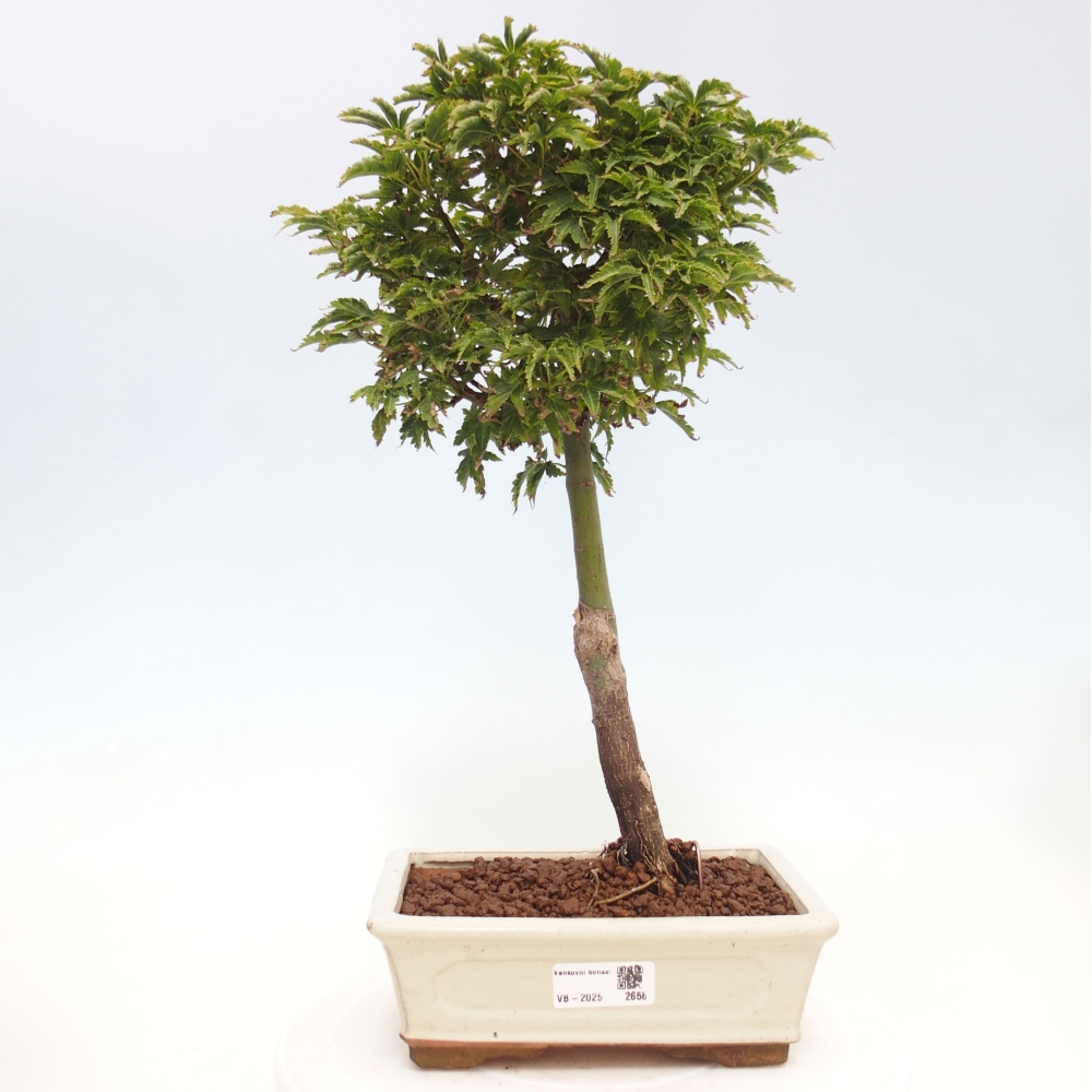 Outdoor bonsai - Acer palmatum Shishigashira maple