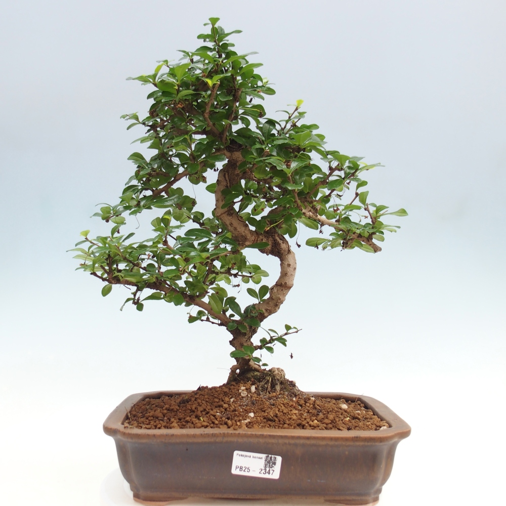 Room bonsai - Carmona macrophylla - Tea fuki